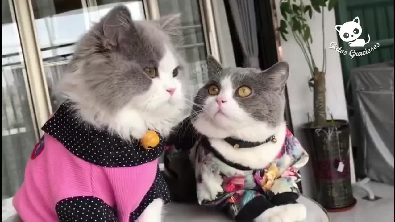 bellos gatos