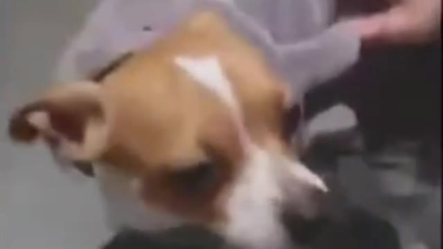 Dog wondering what's going on | Funny moment | Funny Animal Videos #26