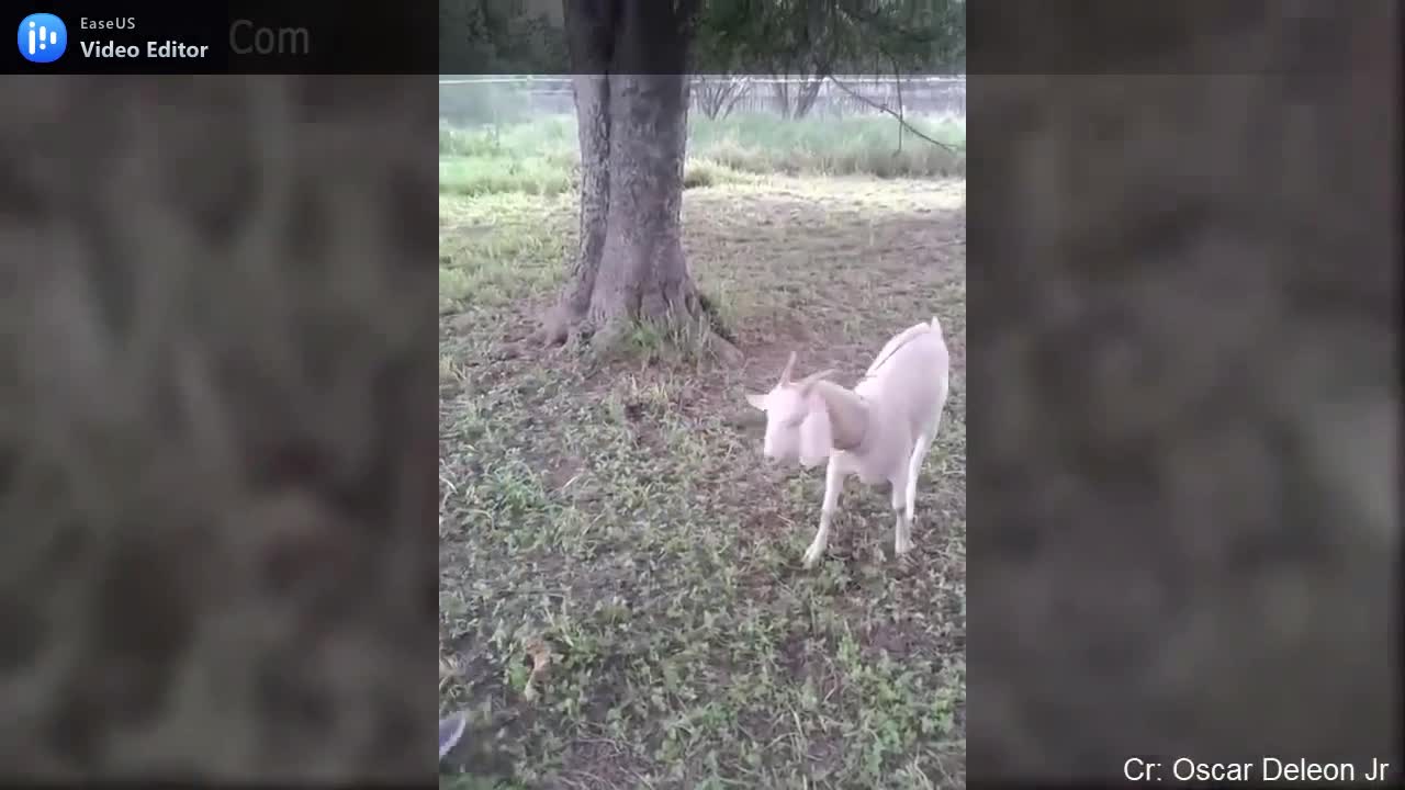 little boys attack by animals while playing