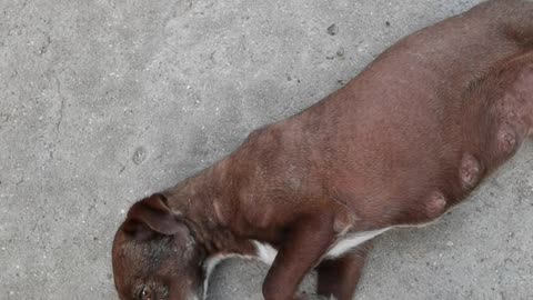 The dog's reaction when he saw his master coming home was so real