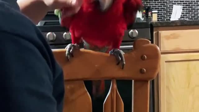 macaw#pettok