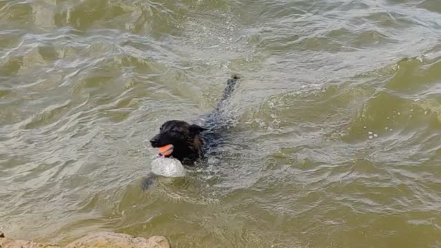 Harley fetches in the lake