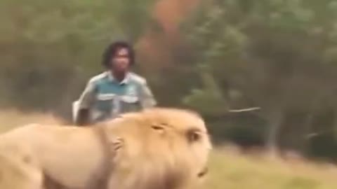 Lion Scared By Human