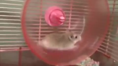 Funny But Cute Hamster Fail