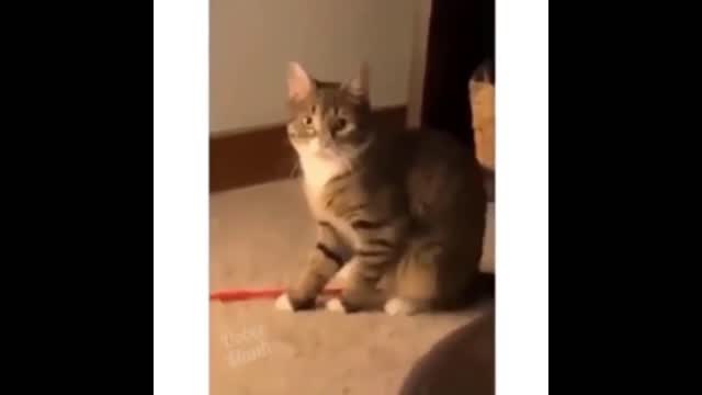 Most Funny Animal Video