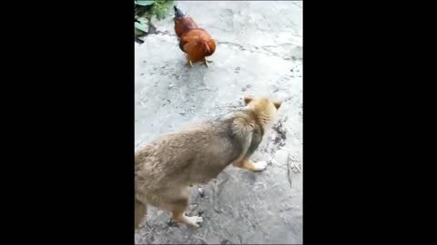 Chicken VS Dog Fight - Funny Dog Fight Videosfunny, seconds funny video