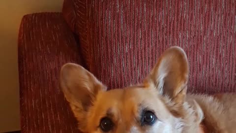 Viral adorable Corgi wants to go for a walk