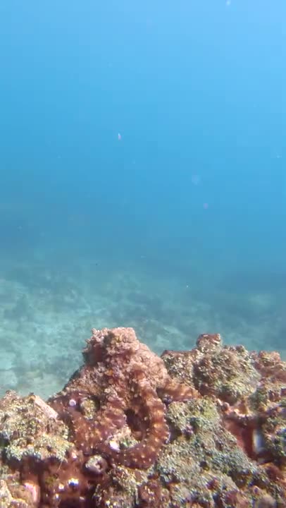 Crazy Octopus Camouflage