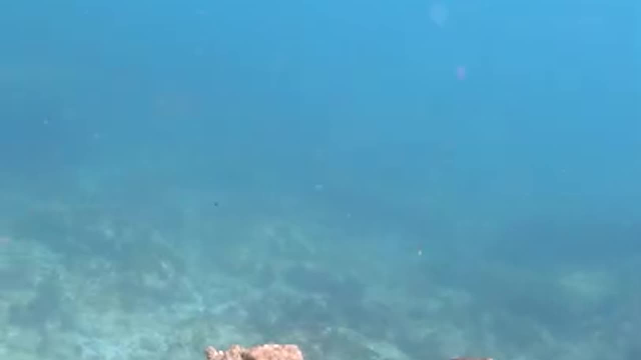 Crazy Octopus Camouflage