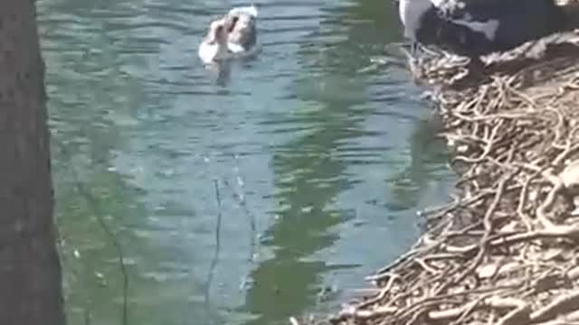 Amanda Grace Talks..CUDDLES TAKES THE BIG PLUNGE WITH PAPA JAKE!