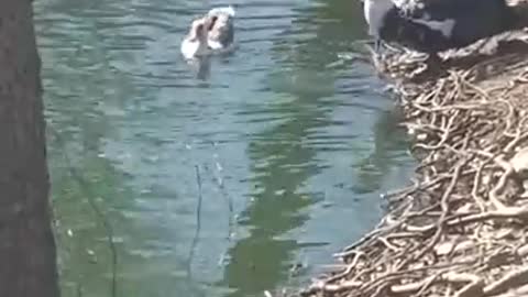 Amanda Grace Talks..CUDDLES TAKES THE BIG PLUNGE WITH PAPA JAKE!