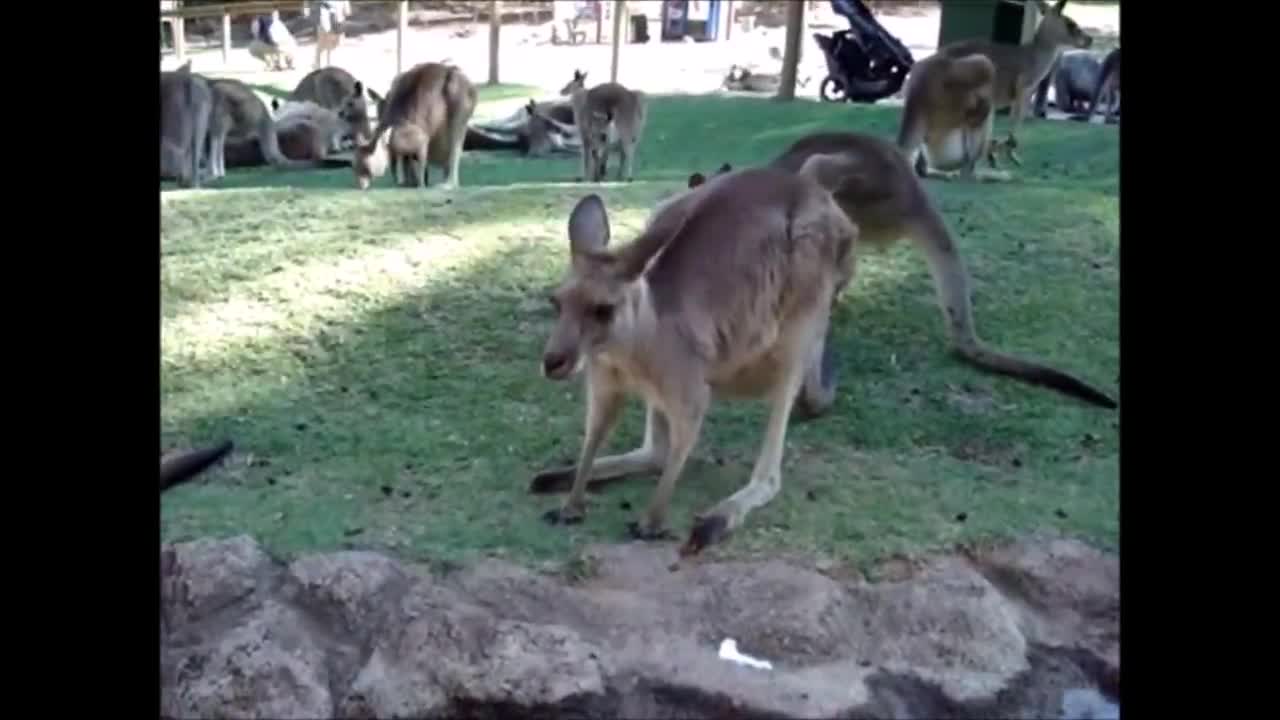 baby Kangaroo comic footage