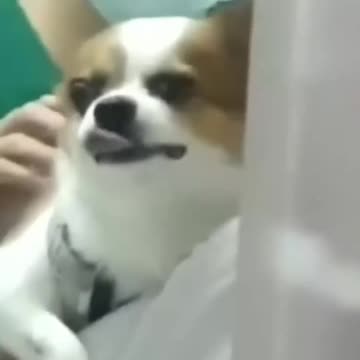 Cute animal funny video😂😂