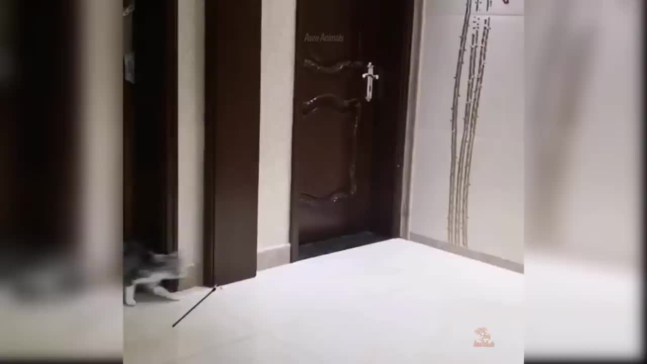 by Cats - Cute and Funny Cat Videos Compilation #47 _ Aww Animals