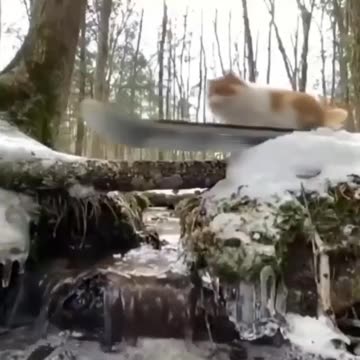 Cat really enjoying its life