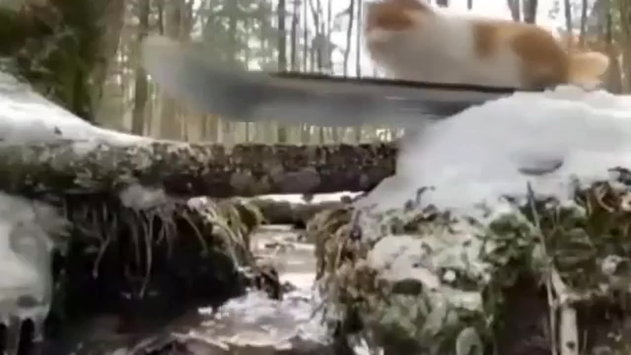 Cat really enjoying its life