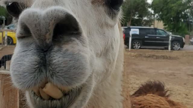 Llama face! Okay- alpaca face!