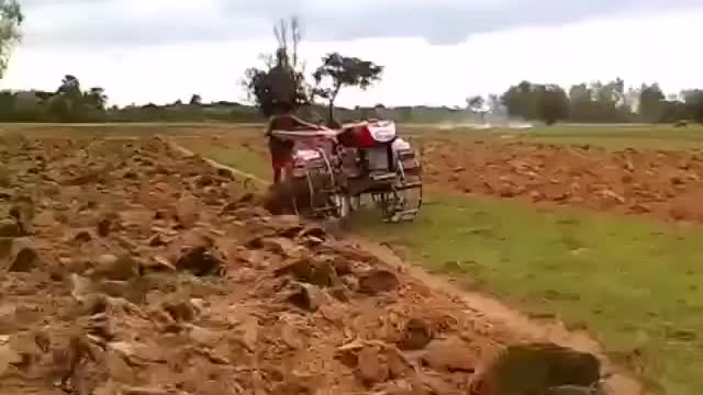 Pulling Up Grass
