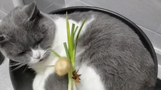 Don't guess the cat's mind, you can't even guess it. 🤔