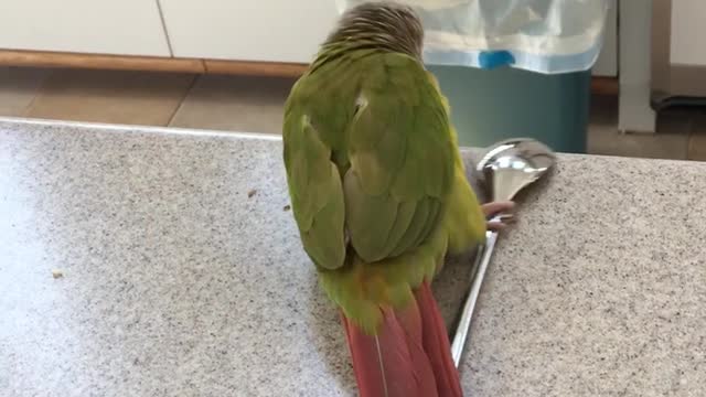 Noodle, the pineapple conure, drags her spoon through the obstacle course.