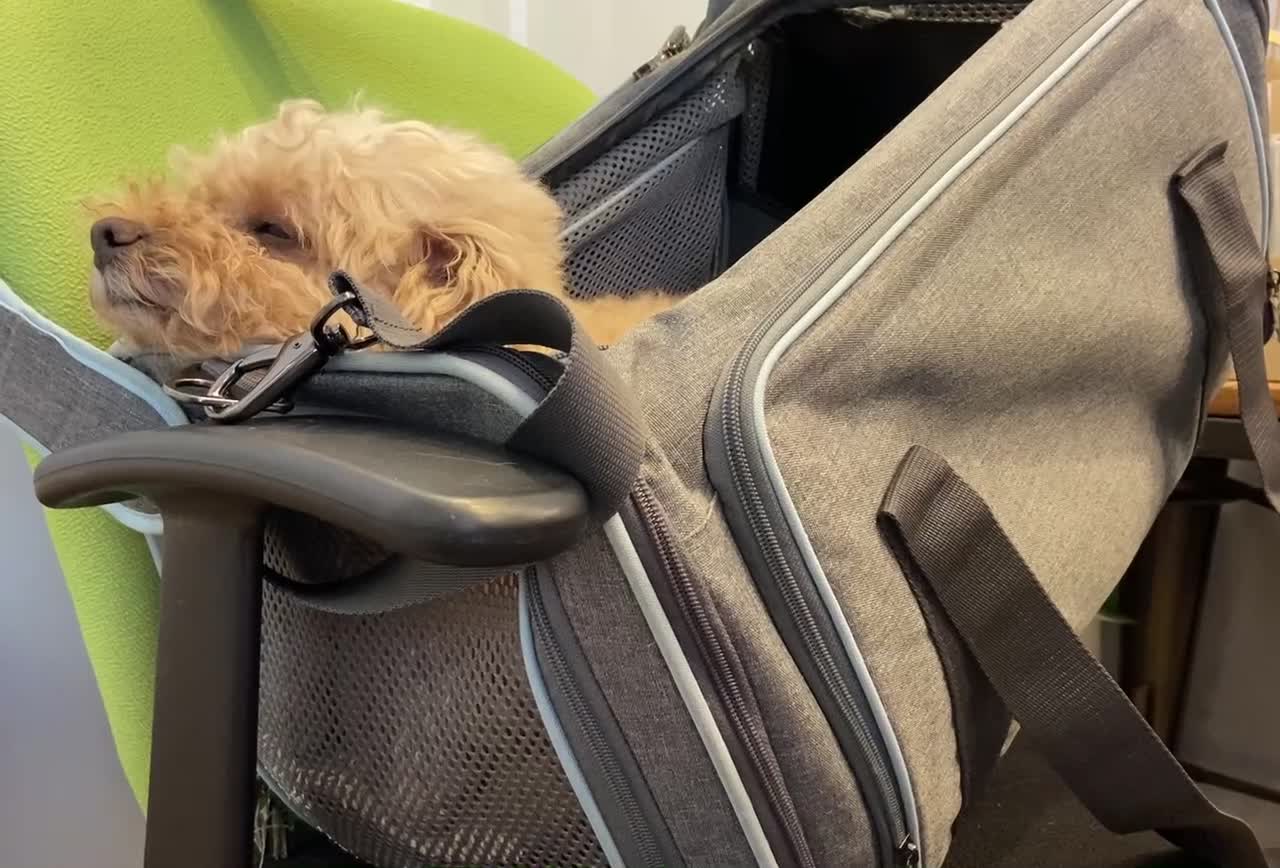 dog sleeping in a bag