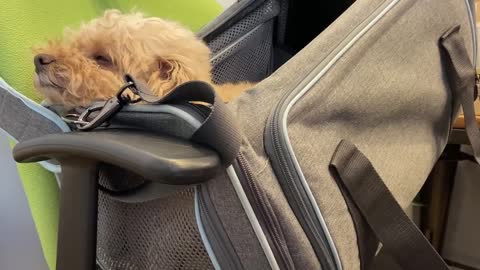 dog sleeping in a bag