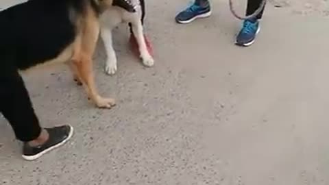 Pitbull Attack' On German Shepherd