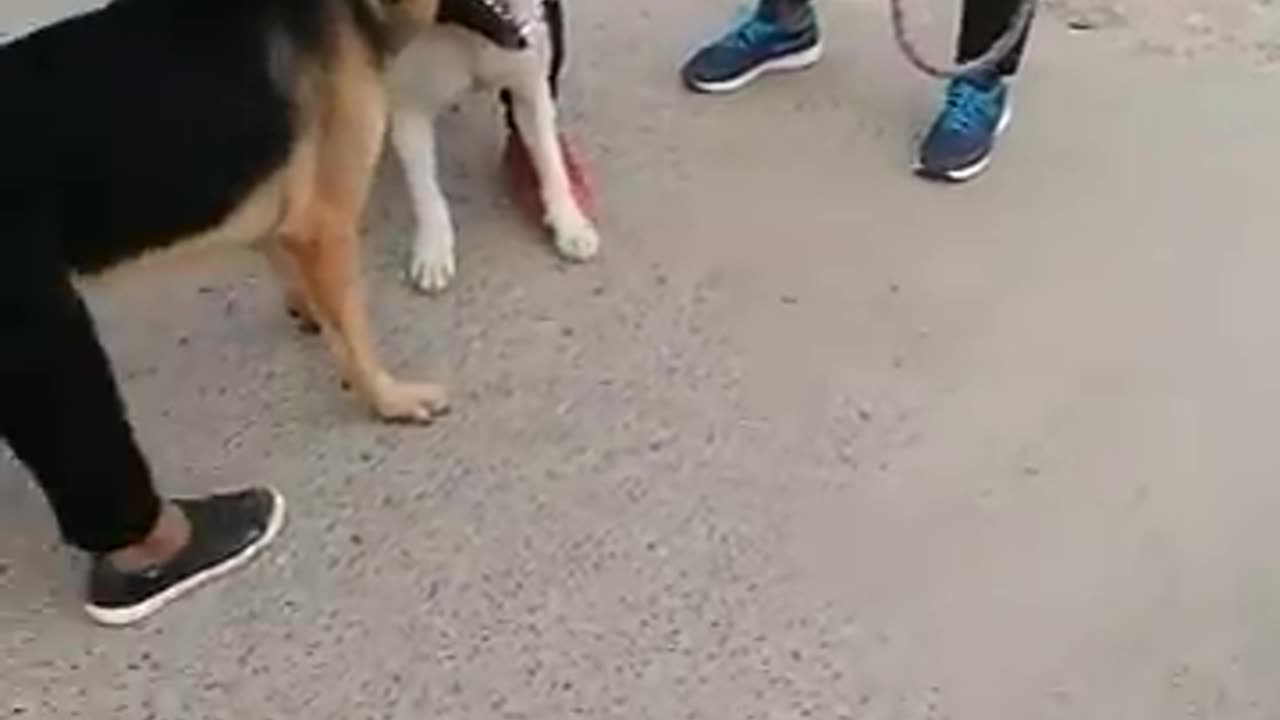 Pitbull Attack' On German Shepherd