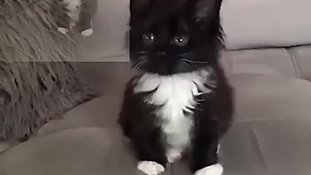 A cute Baby Cat