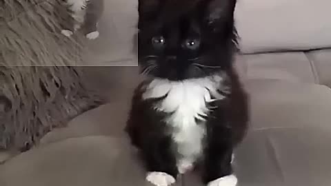 A cute Baby Cat