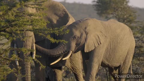 An elephant in a group of elephants is protecting its cub