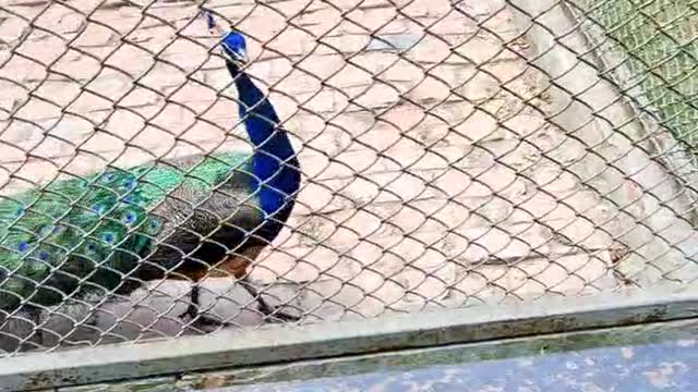 Blue peacock is beautiful