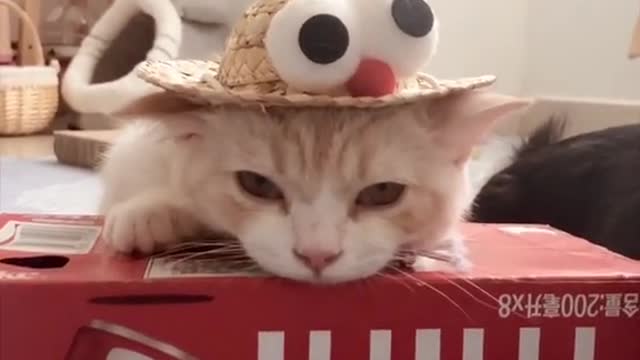 FunnyPetsToday，Funny Cat You Might Never See Before, part110