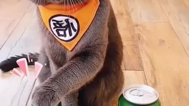 What! Very funny cat 😂