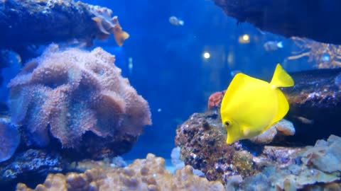 Amazing Yellow Fish