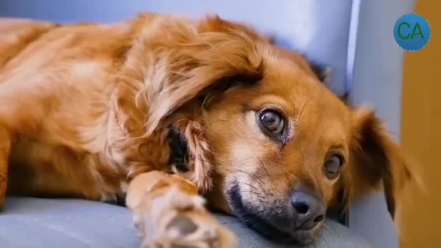Funny and cute dogs with all the love