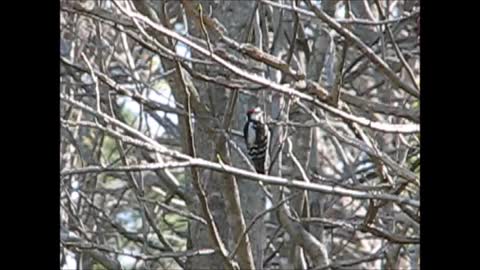 Downy Woodpecker