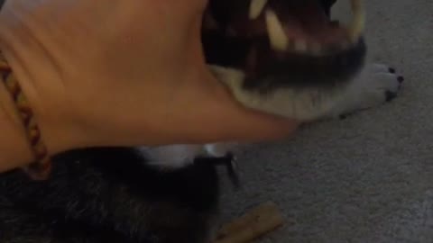 Owner closes his dogs mouth