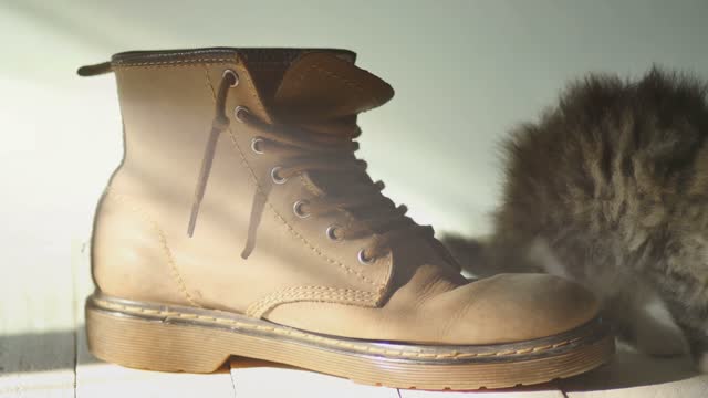 4K : Close up Adorable tabby kitten climbing out of a boot with sunlight