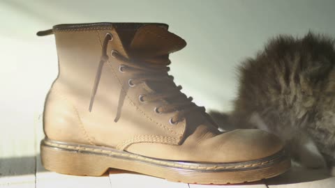4K : Close up Adorable tabby kitten climbing out of a boot with sunlight