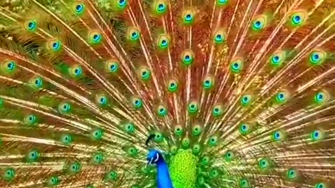 Burung Merak terindah di dunia