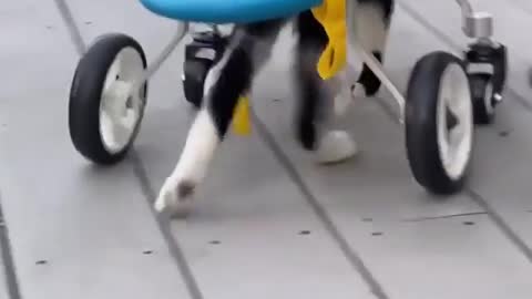 A cat's paw