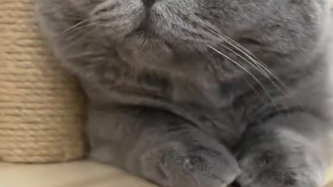 Funny cats