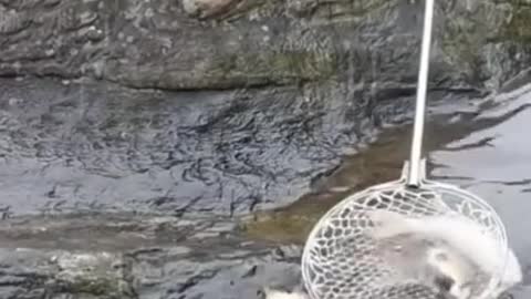 Guy Catches Fish in his Sleep INSANE