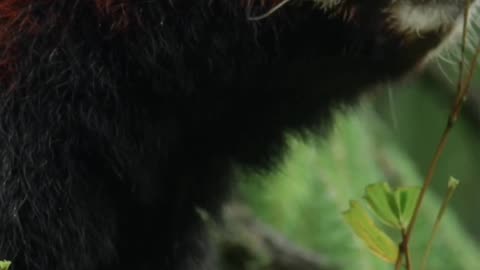 Red pandas consume 20-30 percent