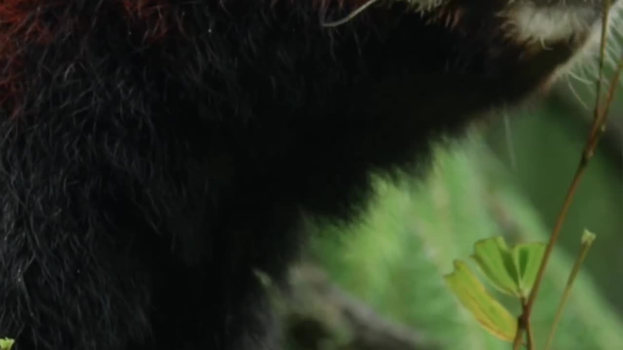 Red pandas consume 20-30 percent