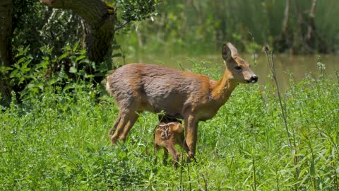 Feed baby deer