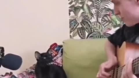 Crooning Cat