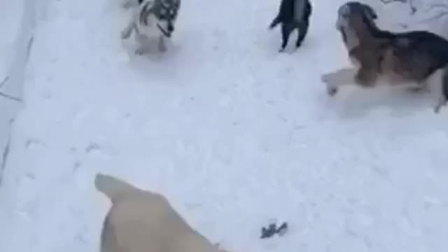 The last dog 🤣