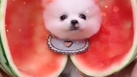 How_cute